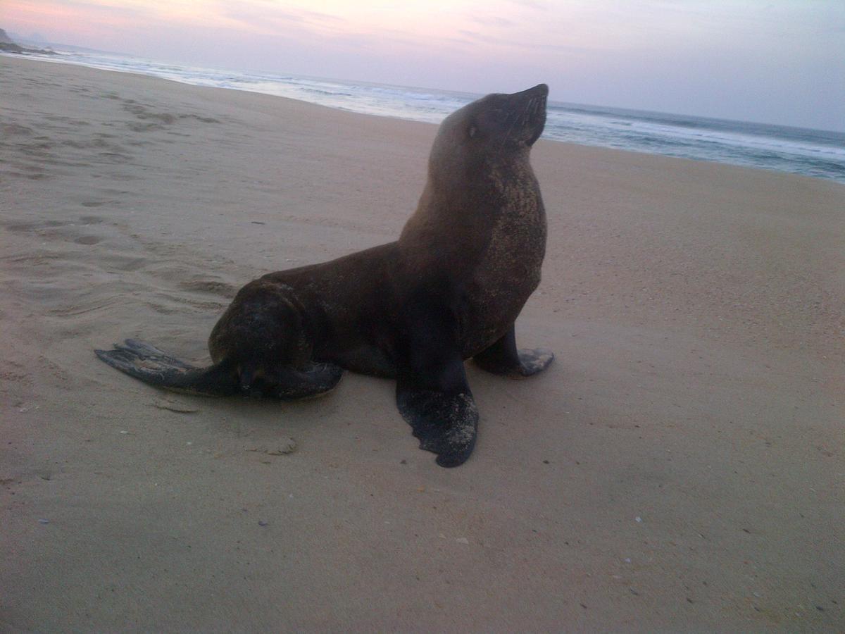 Apartament Imperani Plettenberg Bay Zewnętrze zdjęcie